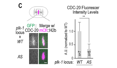 PLK-1 inhibition을 했을 때 one-cell embryo에서의 CDC-20 localization