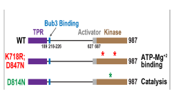 BU B-1의 두 kinase inactive mutant