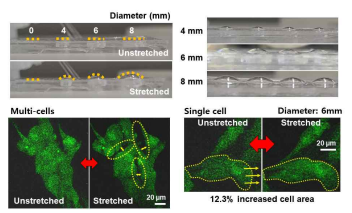 본 과제를 통한 다양한 기계적 자극을 가해줄 수 있는 생물반응기 제작과 그 위에서 자란 세포의 자극에 따른 면적의 변화