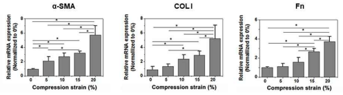 기계적 자극에 의한 섬유아세포에서 근섬유아세포로의 분화 마커 분석