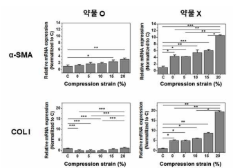 성장인자 억제 약물을 사용했을 때 급격히 줄어든 근섬유아세포로의 분화를 마커로 확인함