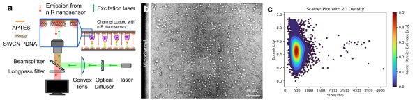 나노센서 결합 마이크로칩을 이용한 세포 이미징 및 분석. (a) 본 연구과제로 개발된 마이크로칩을 이용한 세포 렌징 분석 시스템 개요도. (b) 센서가 결합된 채널에 주입된 진피 섬유아세포의 세포렌징 nIR 이미지. (c) 센서의 nIR 형광 이미지를 분석한 개개세포 형질 비교 그래프