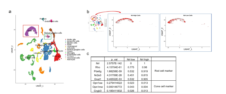 유전자 knockdown을 수행 후 망막세포의 교차분화를 확인함. a. 간상세포와 원뿔세포의 그룹을 UMAP 으로 확인. b. 간상세포를 Nrl low와 Nrl high로 다시 한번 분류함. c. 간상세포에서 Nrl의 유전자레벨이 낮은 그룹은 간상세포의 마커의 발현이 감소하고 원뿔세포의 마커의 발현이 증가함을 확인함.