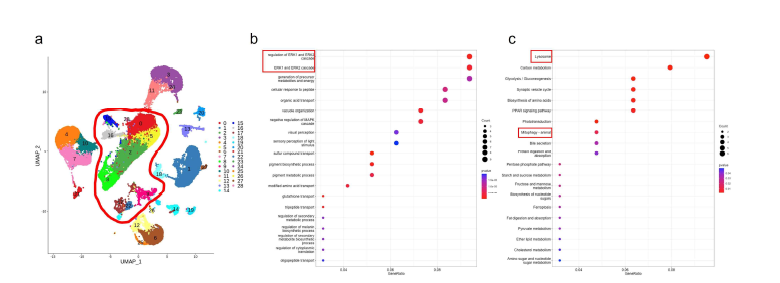 산화스트레스의 유도 및 망막색소상피세포를 비율을 늘린 후 scRNA를 수행한 결과. a. UMAP을 통해 반절 이상이 망막색소상피세포인 것을 확인 (빨간 테두리). b. 망막색소상피세포의 GO-BP 수행결과. c. 망막색 소상피세포의 KEGG 수행 결과.