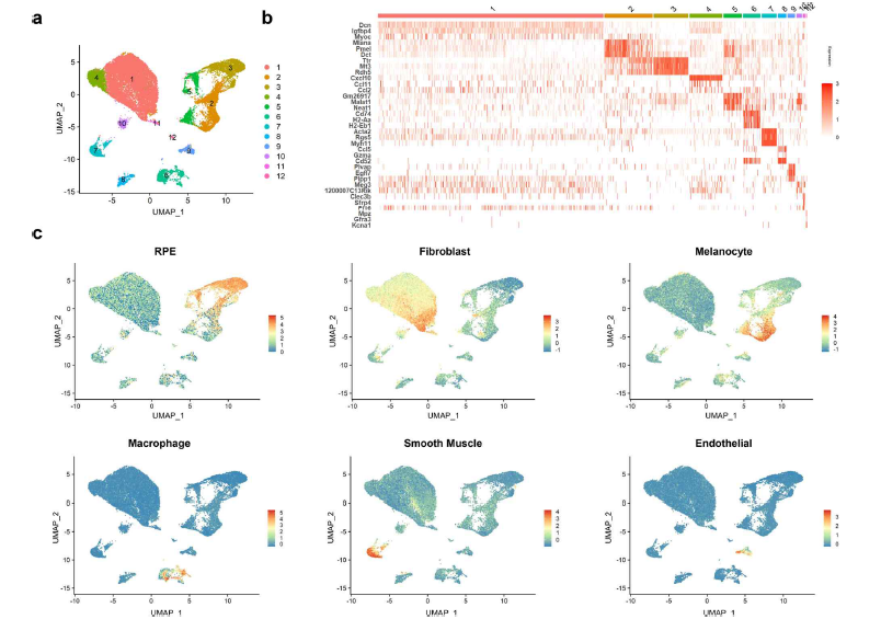 마우스 망막색소상피 및 망막세포들의 단일세포유전체 분석결과를 UMAP plot으로 표현함. a. UMAP plot, b. 차등유전자 발현. c. 군집별 마커분석을 통해 세포종류 확인.