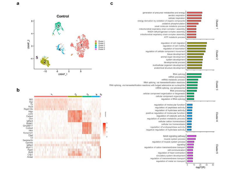 정상 대조군 마우스 분석. a. 망막색소상피 군집을 따로 분류하여, 유전체발현에 따라 하위군으로 분류한 결과. b. 5개 하위군의 차등유전자 발현. c. 각 하위군별 생물학적 기능분석.