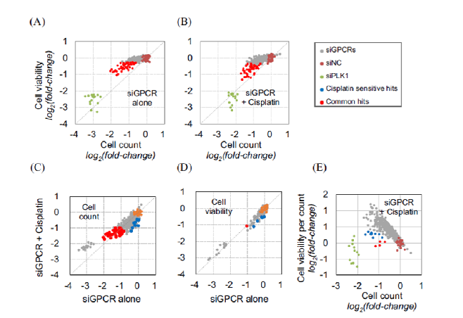 siGPCR 스크리닝 결과 (A) 390 siGPCR 스크리닝, (B) 콤비 스크리닝, (C, D) 두 스크리닝간 cell count와 cell viability 비 s교iG,P (CER) +ce lCl iscpoluantitn와 cell viability per cell간 비교