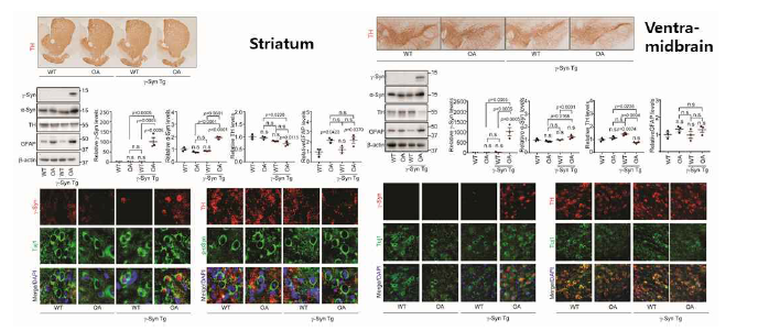 부위별로 α-synuclein monomer를 처리하고 응집체 발생 여부를 확인함