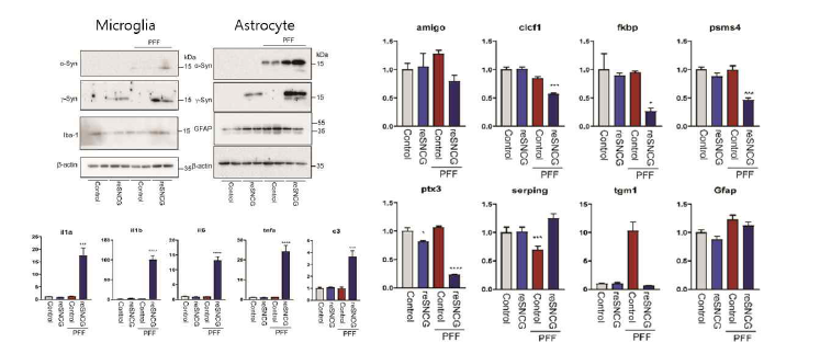 Microglia & Astrocyte activation 분석