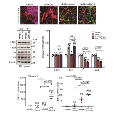 사람의 도파민 뉴런에서 reSNCG와 hPFF의 효과를 분석함
