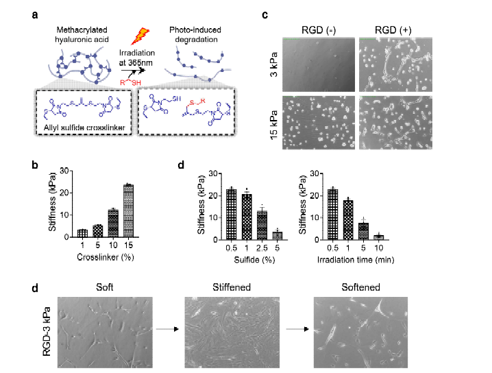 광분해성 수화겔 플랫폼 제작. (a) 광감응성 allyl sulfide 가교제를 이용한 히알루론산 수화겔 제작 모식도, (b) 가교제 비율 조절을 통한 수화겔 강성 조절 결과, (c) RGD 수식을 통한 세포부착능 평가, (d) 황화물 처리 농도 및 광조사 시간 조절에 의한 광분해 분석 결과, (e) In situ 겔화 (Stiffened)와 광분해 (Softened)에 따른 세포 모양 변화 평가.