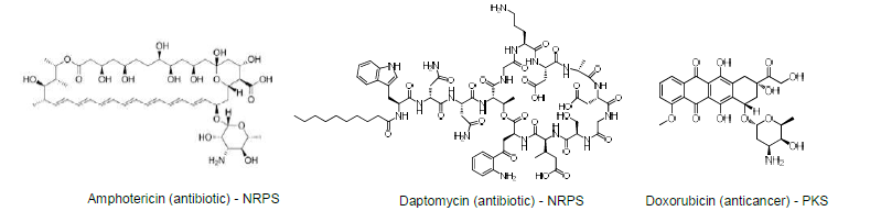 방선균으로부터 유래되어 개발된 대표적인 항생제인 amphotericin, daptomycin과 항암제인 doxorubicin의 예
