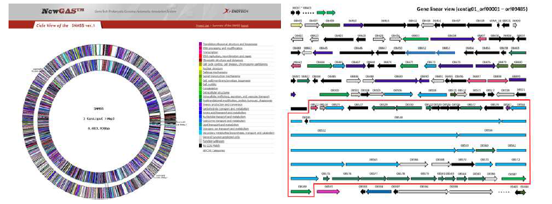 Streptomyces sp. SNM55 균주의 full genome sequence (좌)와 이차대사산물 생합성 유전자 (우)