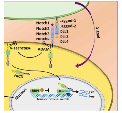 Notch 신호전달 경로 (Janghorban et al., 2018)