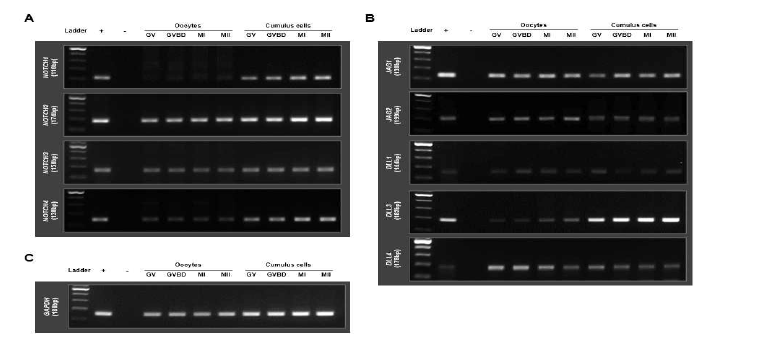 발생 단계별(germinal vesicle, germinal vesicle breakdown, metaphase I, metaphase II) 돼지 난구세포 또는 난자 내의 Notch 신호전달경로 관련[Notch receptor(NOTCH1, NOTCH2, NOTCH3, NOTCH4) 및 Notch ligand(JAG1, JAG2, DLL1, DLL3, DLL4)] 유전자 발현 여부 분석