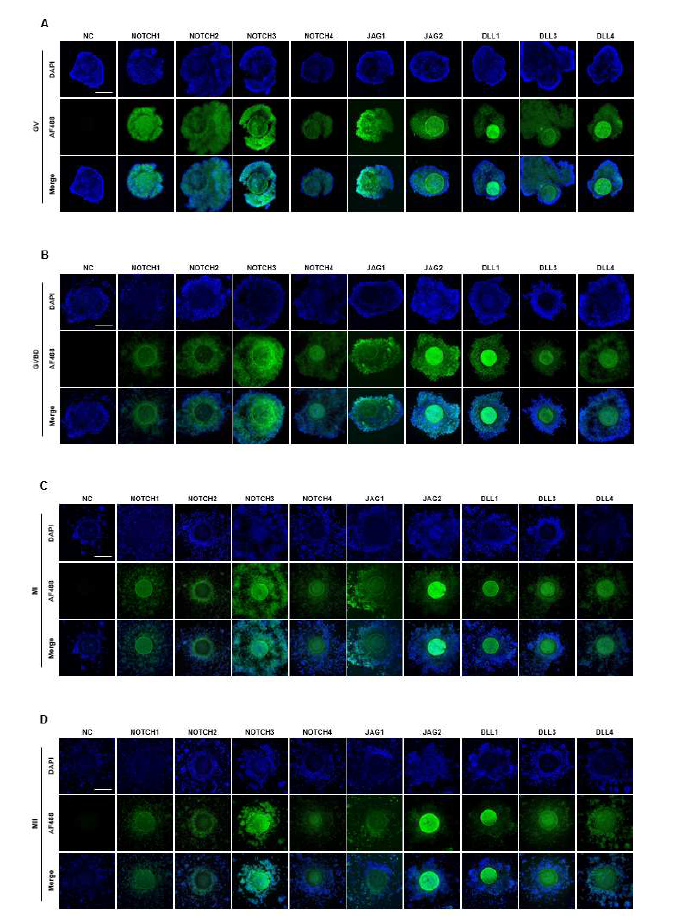 발생 단계별(germinal vesicle, germinal vesicle breakdown, metaphase I, metaphase II) 돼지 난구세포-난자 복합체 내의 Notch 신호전달경로 관련[Notch receptor(NOTCH1, NOTCH2, NOTCH3, NOTCH4) 및 Notch ligand(JAG1, JAG2, DLL1, DLL3, DLL4)] 단백질 발 현 여부 분석