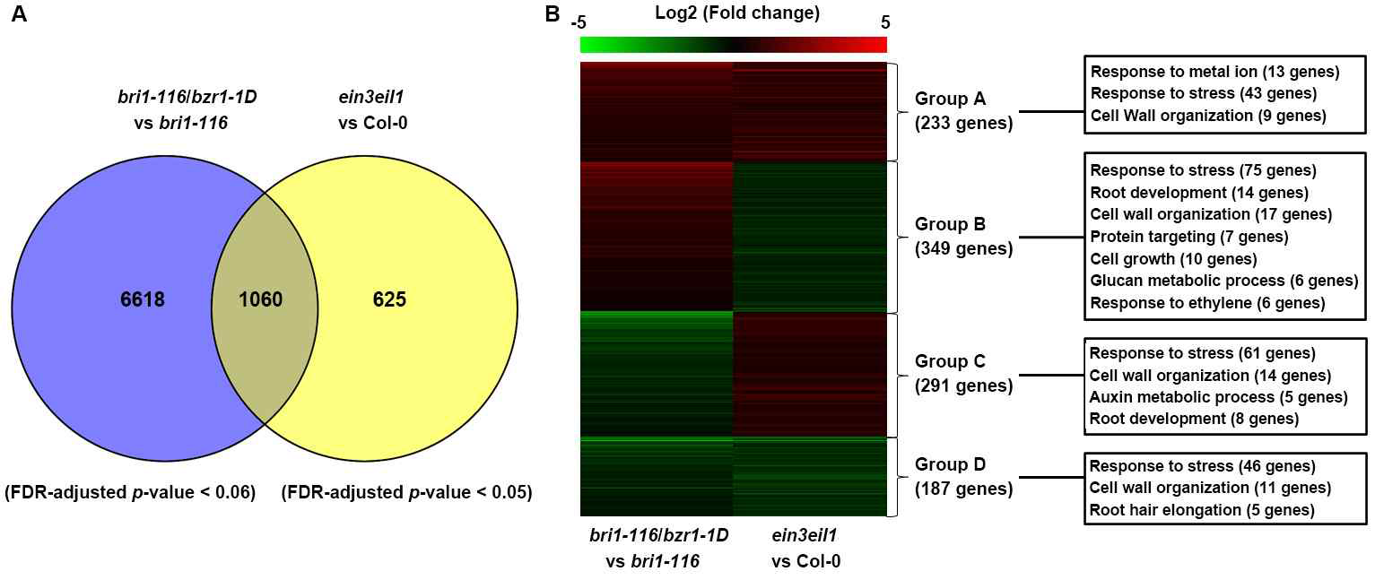 BZR1과 EIN3/EIL1 조절 표적 유전자의 전사체 발현 분석과 공통 표적유전자의 동정과 GO 분류