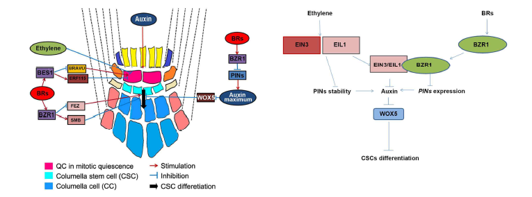 에틸렌과 옥신, 브라시노스테로이드 신호전달에 의한 QC 및 증축시원세포 유지/분화 모델
