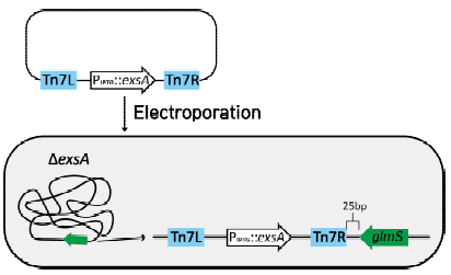 T3SS 과발현 조절균주 구축 Tn7 트랜스포존 내 IPTG에 의해 발현 유도되는 프로모터 downstream에 exsA 를 클론한 후, exsA 결손 균주에 녹농균 에 Tn7-PIPTG::exsA를 전달할 플라스미드 와 Tn7 transposase 플라스미드를 electroporation을 통해 주입함으로써 exsA를 크로모좀 상의 ectopic locus에서 IPTG 추가 유무에 따라 발현 조절할 수 있는 T3SS 과발현조절 균주를 구성함.