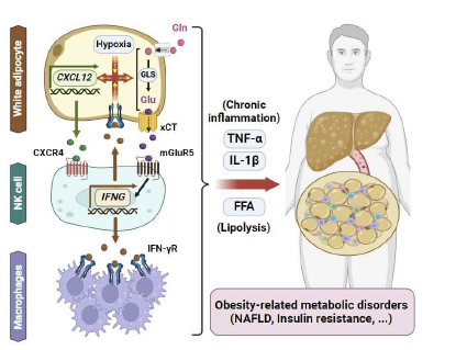 지방세포와 NK세포의 양방향적 상호작용에 의한 비만 및 대사질환 발달 기전