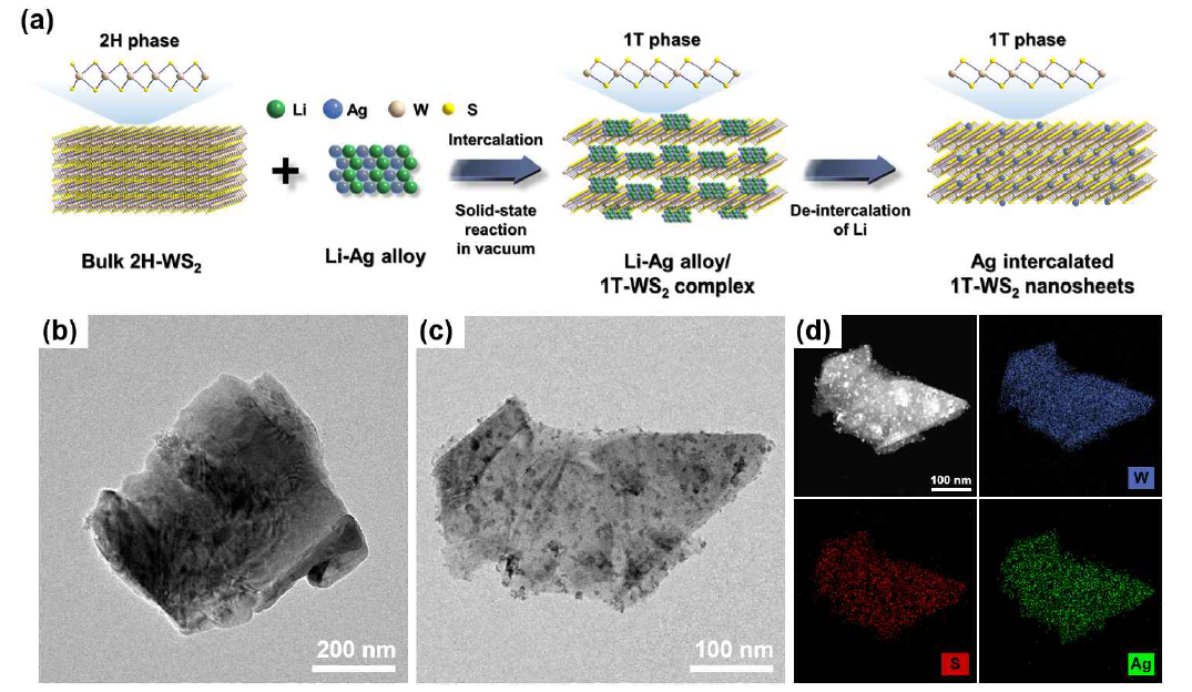 (a) Ag 나노입자 삽입된 Ag/1T-WS2 나노시트 제작 과정. (b) 2H-WS2의 TEM 이미지 Ag/1T-WS2 나노시트의 (c) FE-TEM 및 (d) EDS 분석 결과