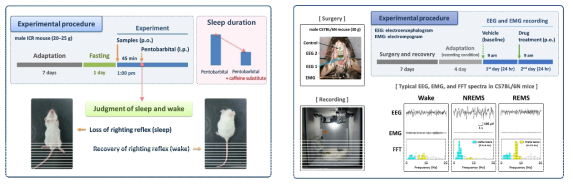 펜토바르비탈 유도 수면실험 및 수면 구조 분석 프로토콜
