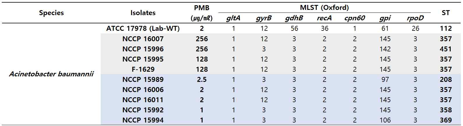 Polymyxin B 저항성 및 multilocus sequence typing 결과