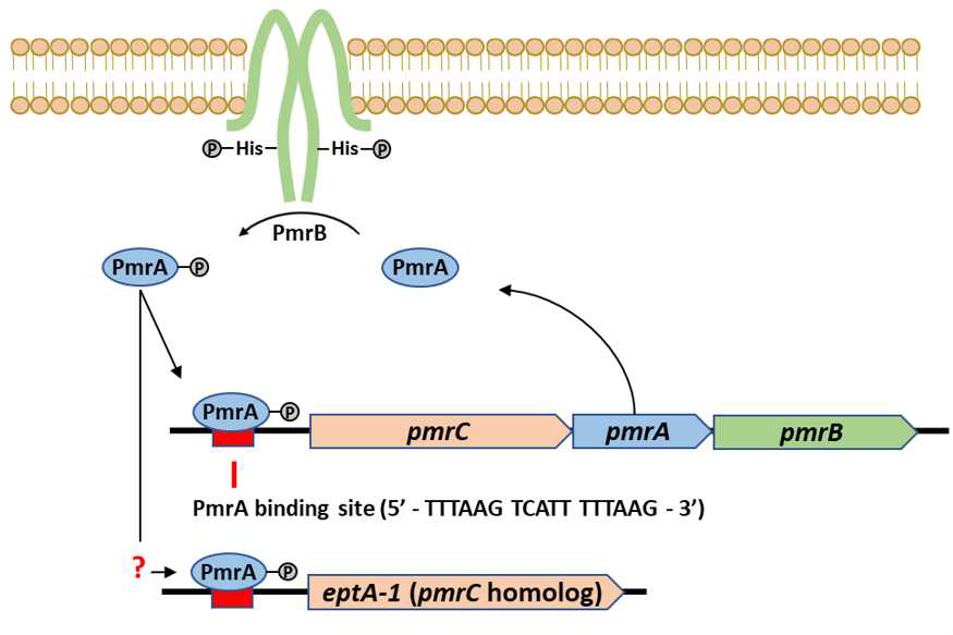 PmrAB TCS에 의한 eptA-1 유전자 조절 메커니즘 모식도