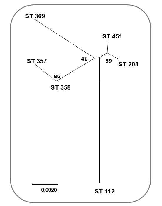 MLST 기반 phylogenetic tree