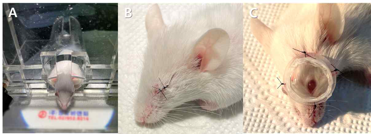 A. 실험동물 고정틀에 mouse를 고정시킨 모습. B. 눈꺼풀 봉합을 통한 형태 결핍성 근시 동물 모델. C 오목렌즈를 이용한 굴절성 근시 동물 모델.