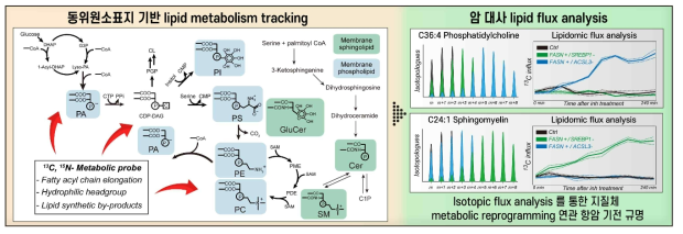 동위원소 표지 기반 lipid flux analysis 및 metabolism tracking 플랫폼