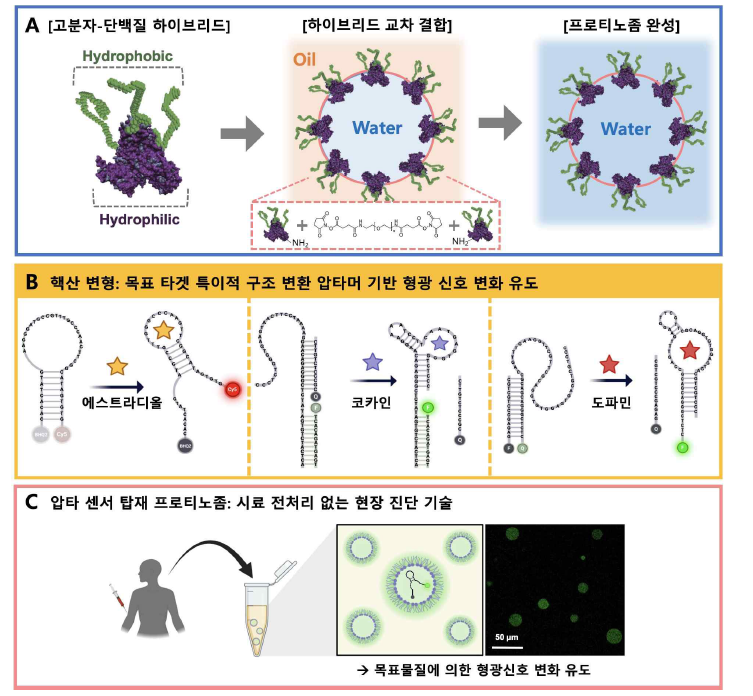 형광 신호 발생 압타센서가 내장된 크기 배제 기능의 반투막 프로티노좀 개발.