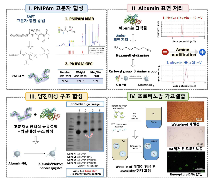 PNIPAm-albumin 하이브리드 구조합성과 프로티노좀 제작