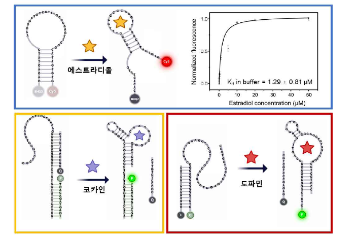 에스트라디올, 코카인, 도파민 각각에 대한 구조 변환 및 형광 신호 변화 유도 서열