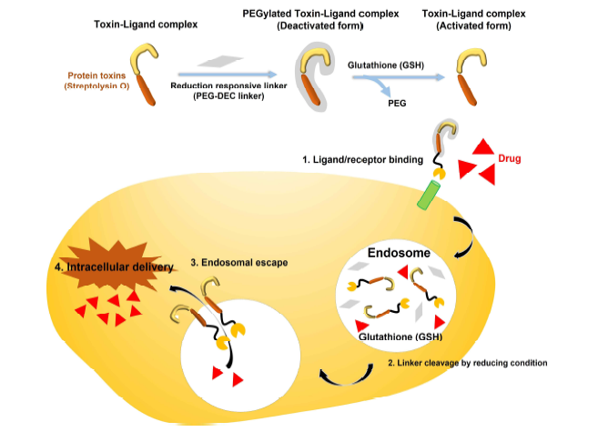 독소 단백질 기반 세포질 내 약물전달시스템 개요