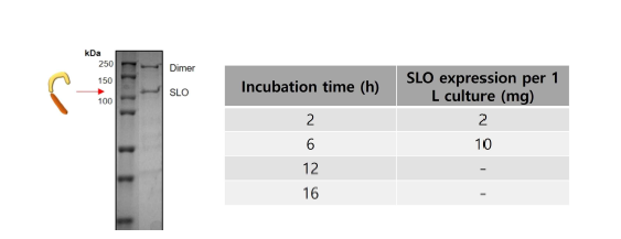 (a) SLO 분리 정제 확인 및 배양시간에 따른 단백질 발현의 정량 분석 (b) Biotin-streptavidin을 이용한 표적리간드와 SLO 결합 확인