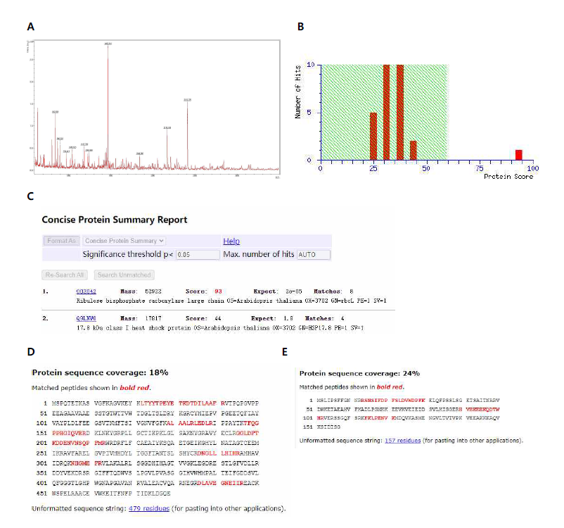 GA20ox1 promoter의 probe에 결합한 단백질 분석 (A) Trypsin digest 후 얻어진 Peptides의 질 량 spectra, (B) Mascot program을 이용한 search 결과를 보여주는 histogram, (C) Search 결과 가장 높은 match를 보이는 두 개의 단백질 정보, (D) 가장 높은 match를 보이는 단백질 서열, (E) 두번 째로 높은 match를 보이는 단백질 서열.