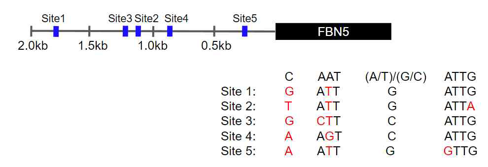 다양한 길이의 FBN5 promoter 내 putative ATHB12 binding site 존재 가능성