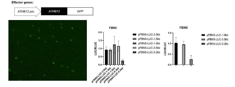 Effector로 ATHB12의 enodgenous promoter를 이용한 Luciferase assay 결과