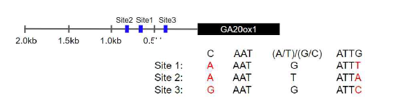 다양한 길이의 GA20ox1 promoter 내 putative ATHB12 binding site 존재 가능성