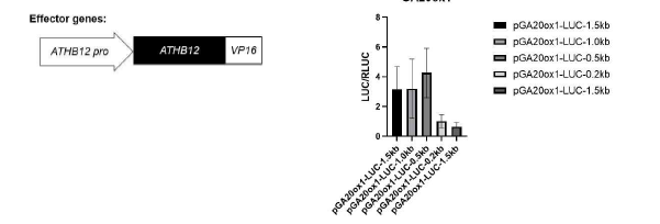 ATHB12-VP16을 effector로 사용한 GA20ox1 promoter 의 Luciferase assay 결과