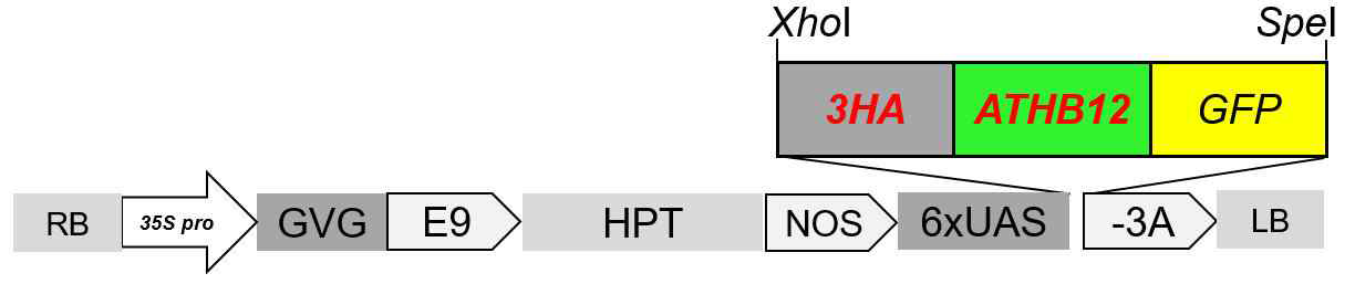 3HA-ATHB12를 유도 발현하는 식물체를 위한 construct.