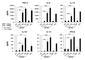 RPS3 단백질에 의한 쥐 골수 유래 수지상 세포의 기능분석