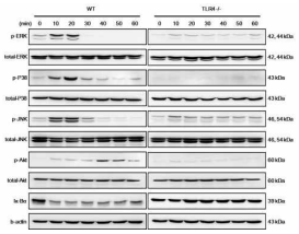 RPS3 단백질에 의한 wild type과 TLR4 knockout 수지상 세포의 MAPK 신호 전달 경로의 인산화 비교