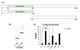 Mutant RPS3 단백질 luciferase 활성 확인