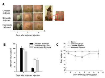 키토산 하이드로젤을 쥐에게 주사 한 후, 하이드로젤을 매개로 하는 안정성을 평가