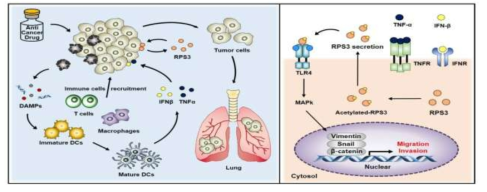 항암제 투여 후 RPS3 의 분비 기전