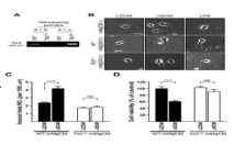 TLR2에 의해 매개된 α-synuclein-treated microglia 배양액의 신경독성