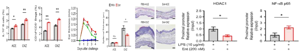 마우스 모델에서 Entinostat 주입에 따른 IL-10 생산 조절 B 세포의 분포 증가 및 면역반응 완화, HDAC1과 NF-κB p65의 결합 확인