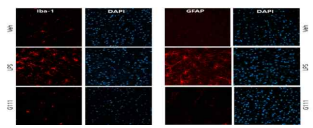 LPS로 유도된 염증성 우울증 동물모델에서 glia 활성에 대한 KUMRC-G111의 효과